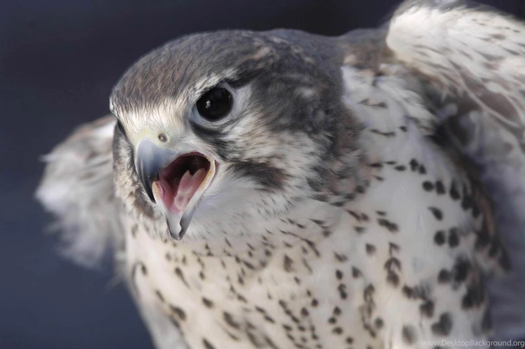Falcon Wallpapers   Animals Town