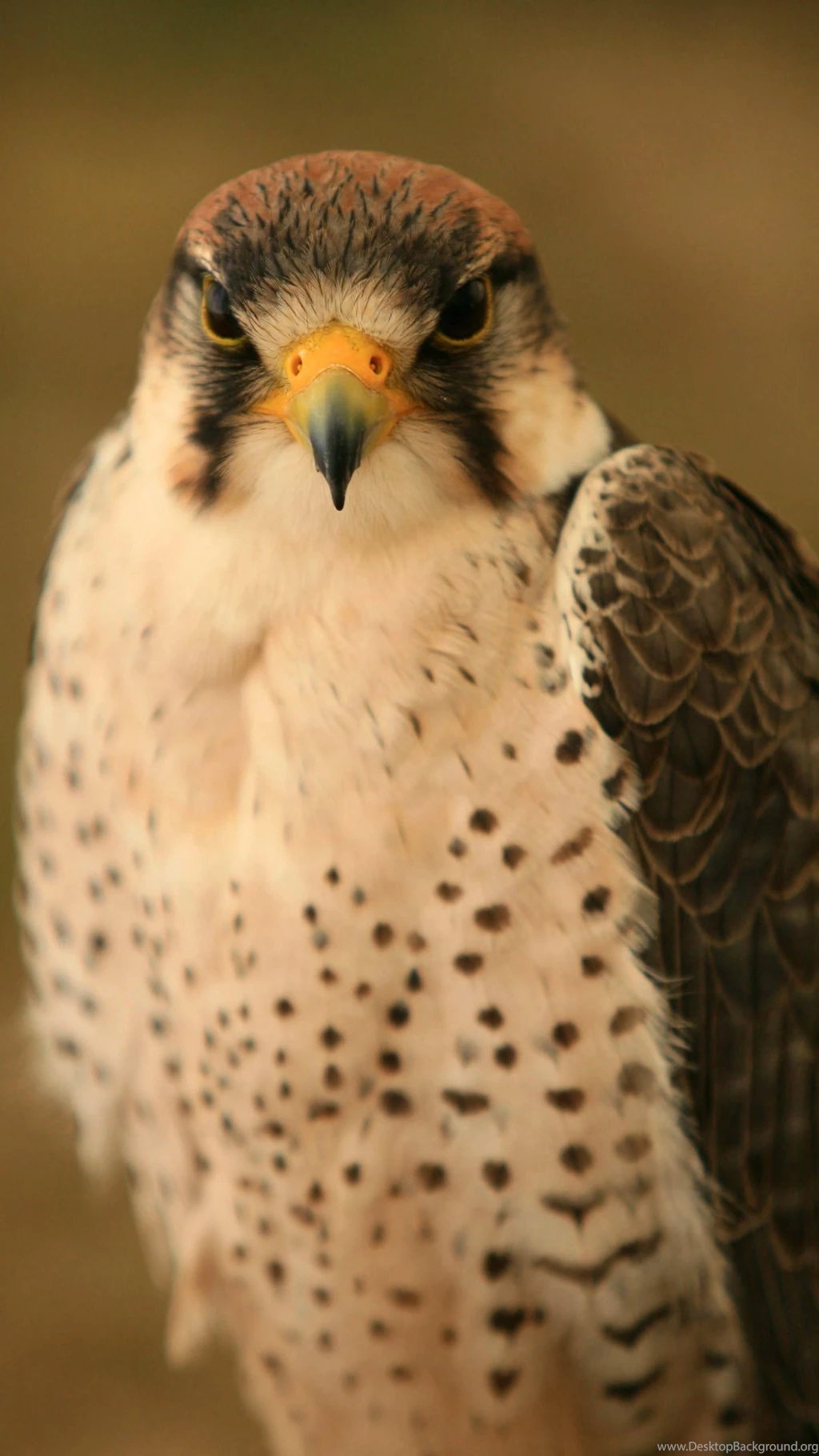 Falcon Mobile Wallpapers 9144