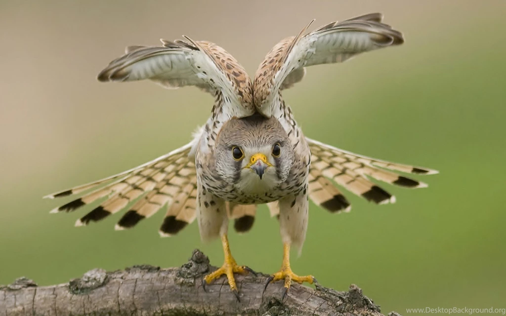 Wings Eyes Falcon Wallpapers