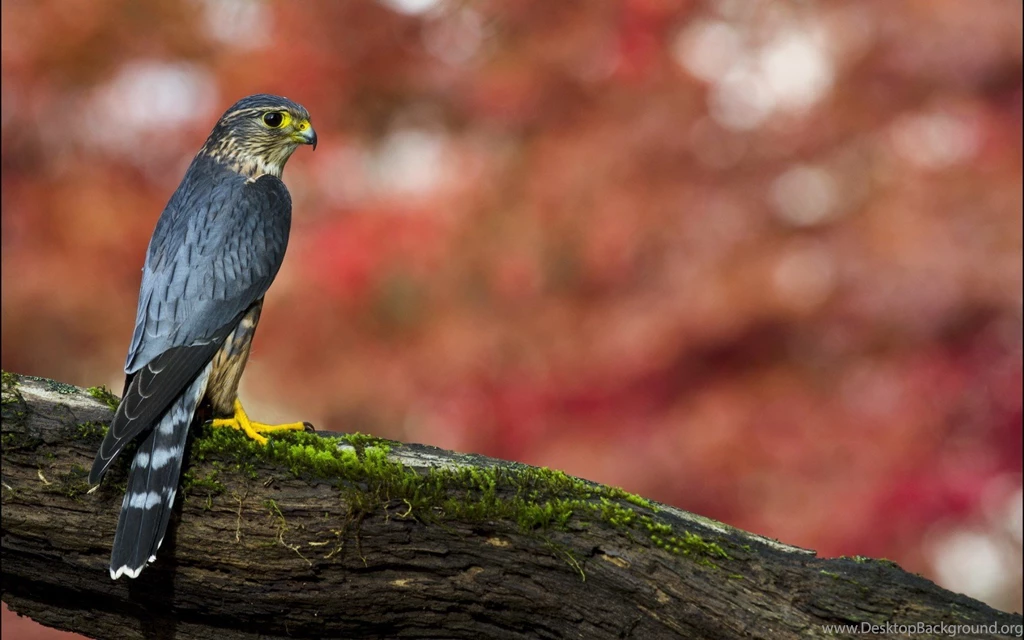 Falcon Wallpapers HD 6.jpg