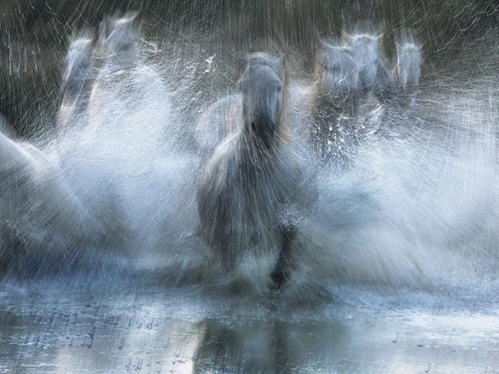 Desktop Wallpapers · Gallery · Windows 7 · Horses Running Water ...