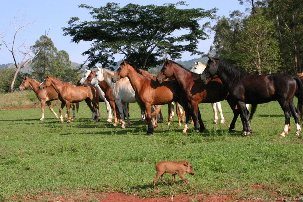 July 2012 – Big Game Parks
