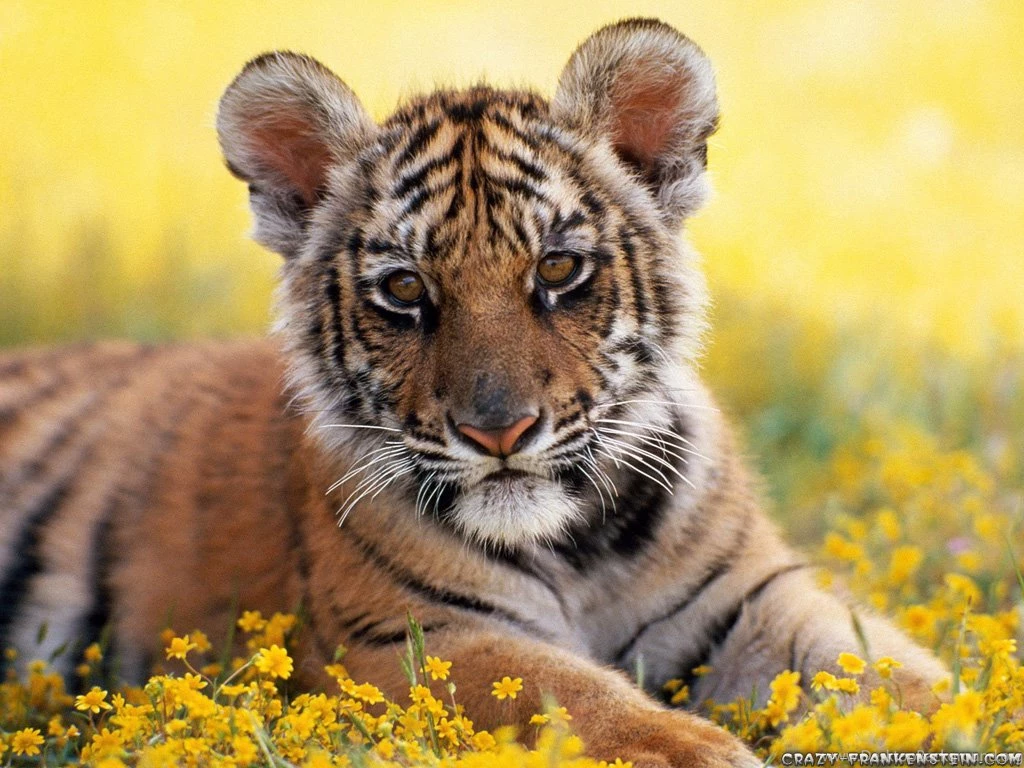 Free Baby Tiger Wallpapers For Mac @4LF « Wallx