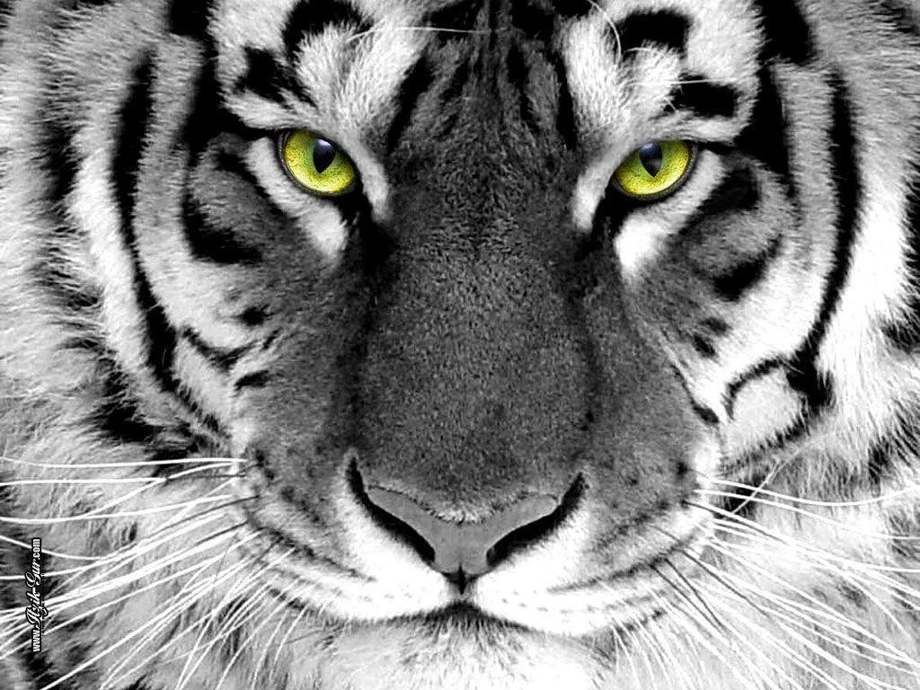 White Siberian Tiger Wallpapers   Wallpapers Cave