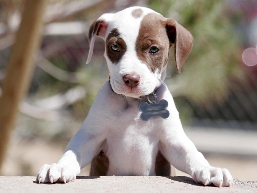 Cute Pictures Of Pitbull Puppies   Widescreen HD Wallpapers