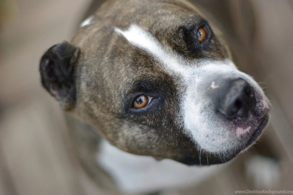 Pitbull, Dog, New, Widescreen, Wallpapers, Free, Download, Dog ...