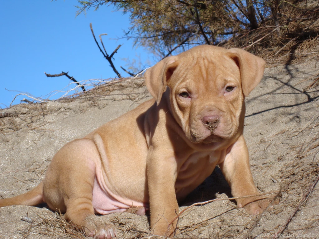 Pitbull Photo Wallpapers, Pictures With Pitbull Dogs