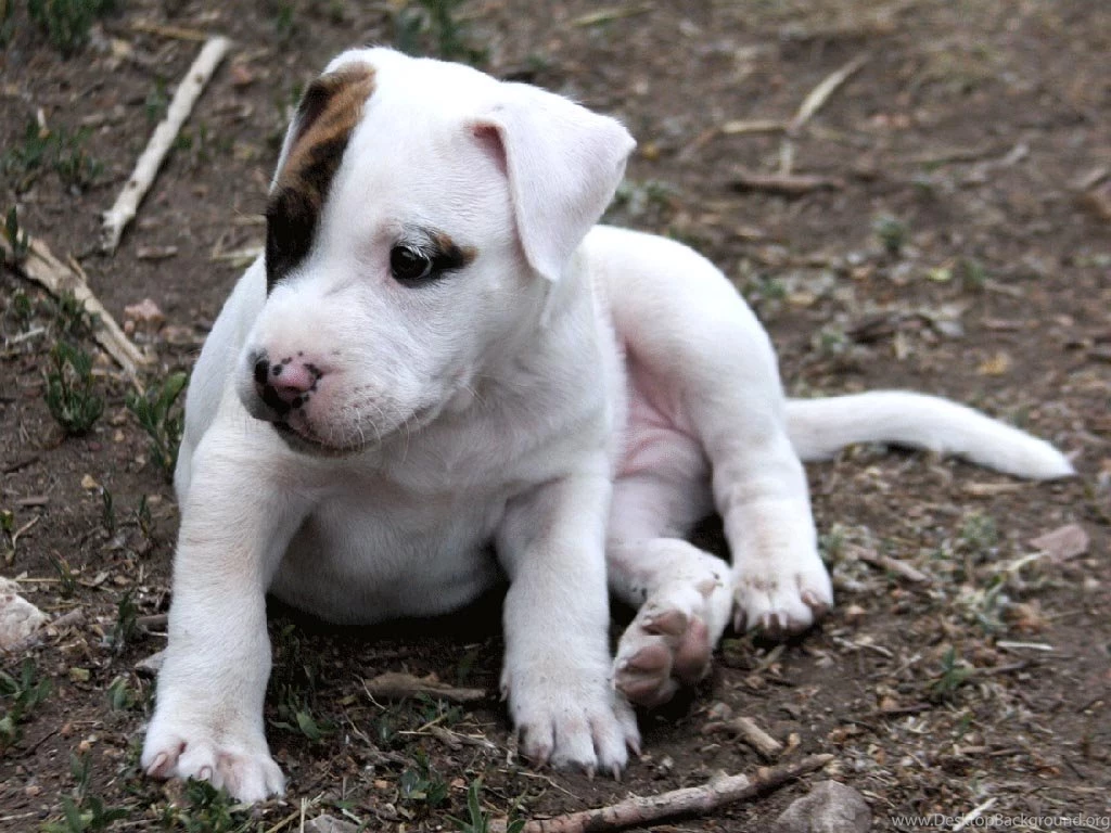 Wallpapers Pit Bulls Source Url Http Nupemagazine Org White Bull ...