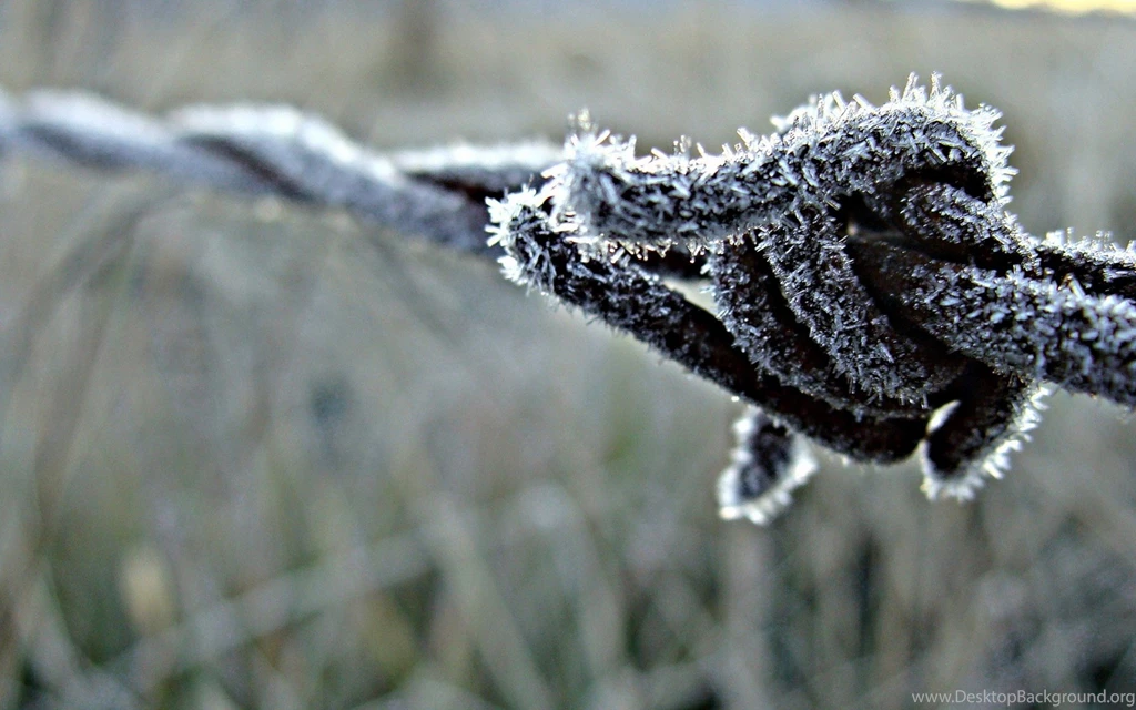Ice Nature Fences Frost Macro Depth Of Field Barbed Wire Wire ...