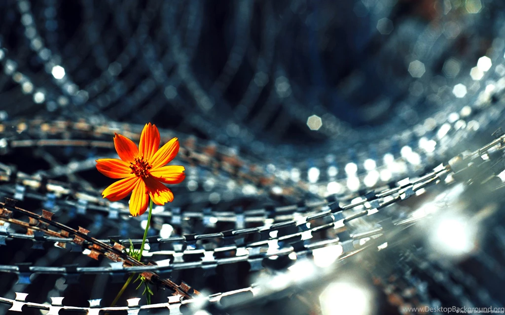 Flower In Barbed Wire Wallpapers By ZzNzz