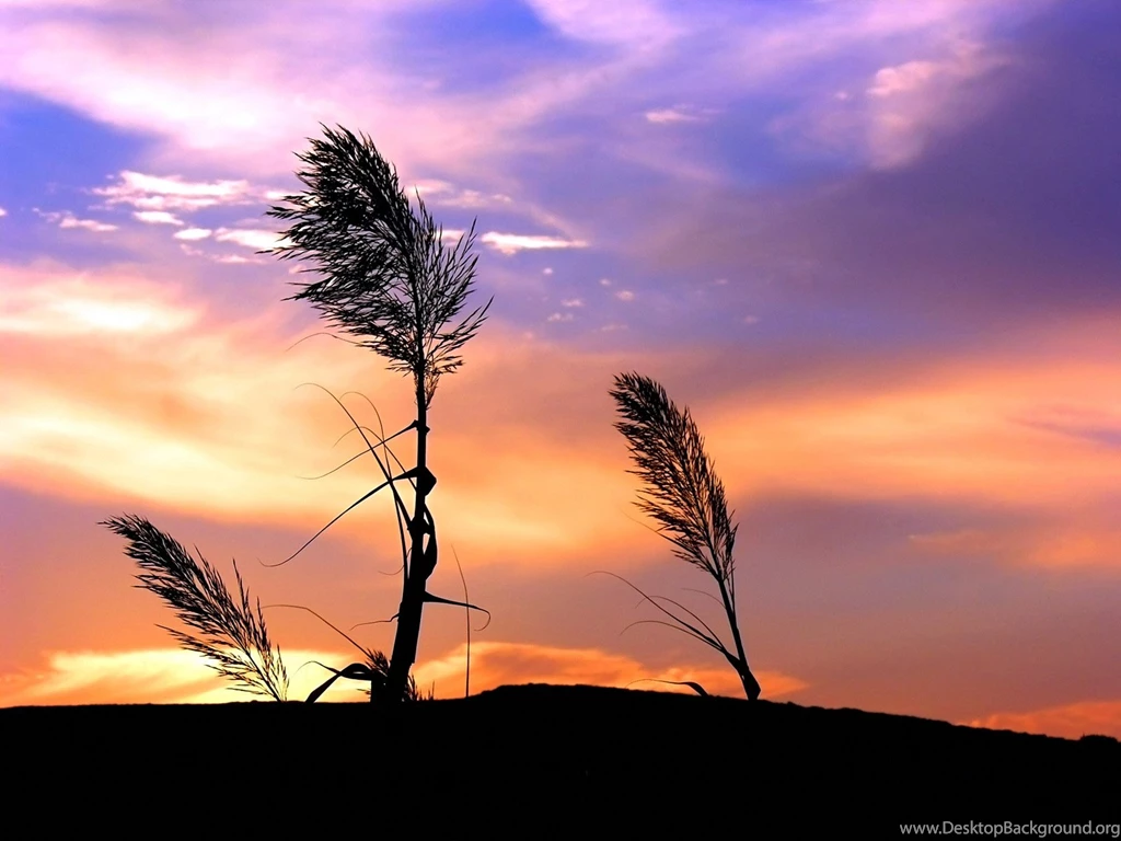 Nature Wallpapers