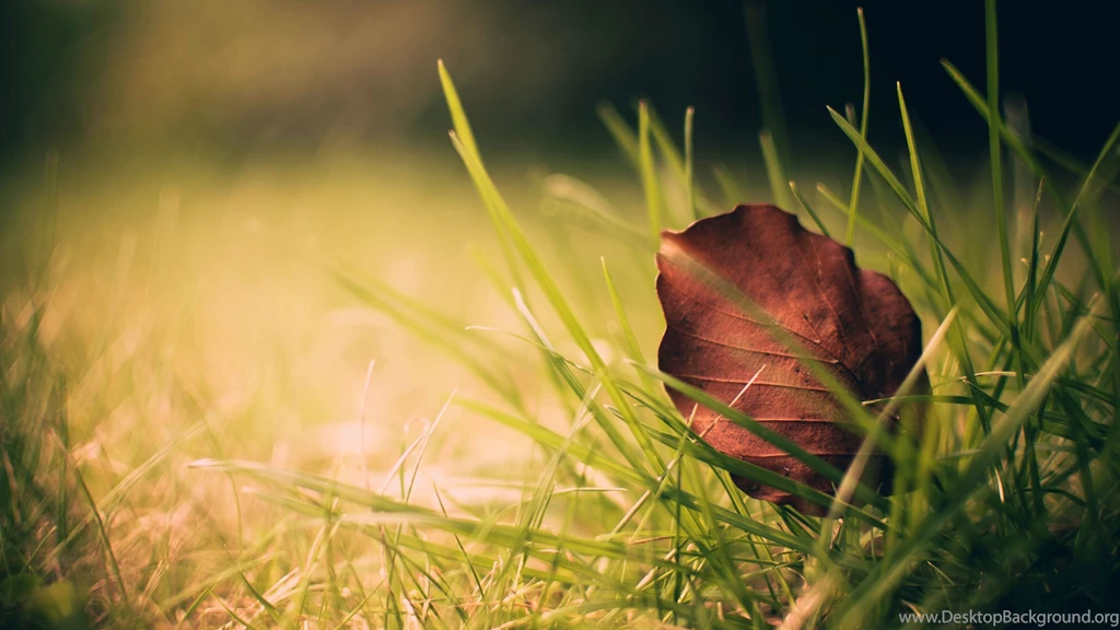 Complete And Realistic Natural Fall View In Your Desktop: Autumn ...