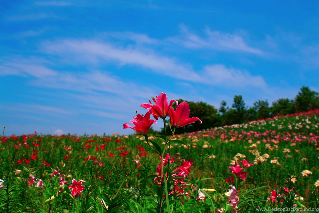Landscape, Natural Images, Flowers, Nature Background Images, Mac ...