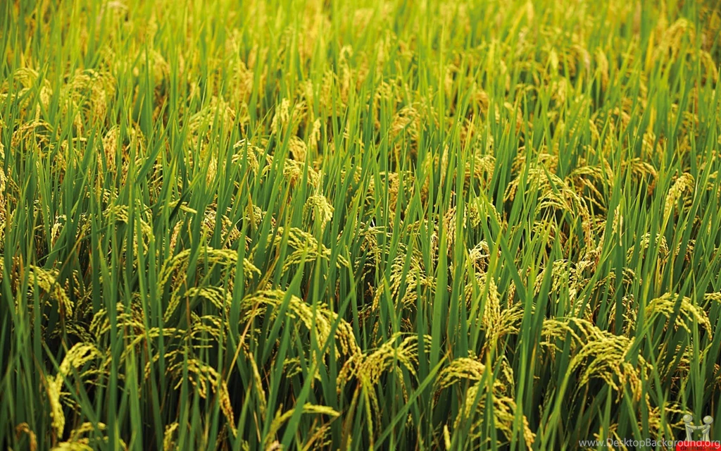 Best Natural Greenery Scenery Desktop Wallpapers – HD Wallpapers ...