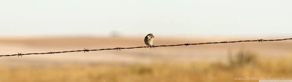 Sparrow On Barbed Wire Fence HD Desktop Wallpapers : High ...