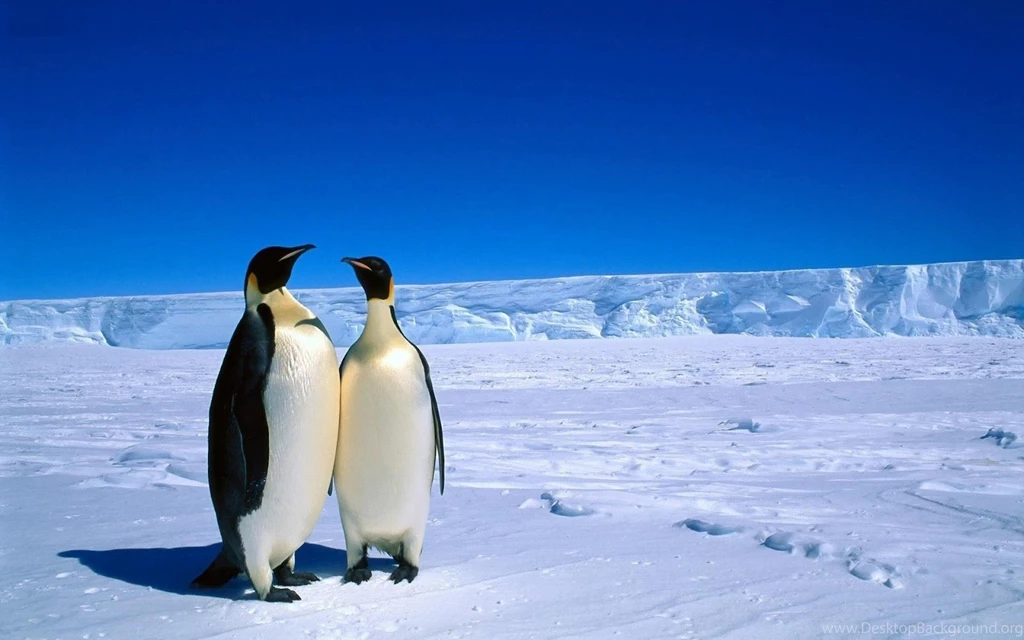 HD Penguins Wallpapers And Photos