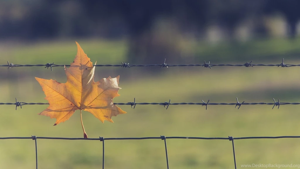 Yellow Leaves In The Barbed Wire Fence Wallpapers And Images ...