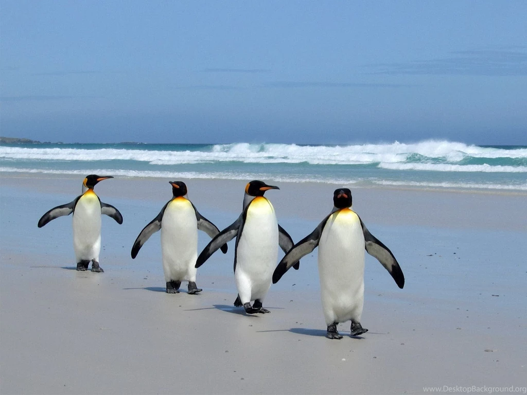 Wallpapers: King Penguins Wallpapers