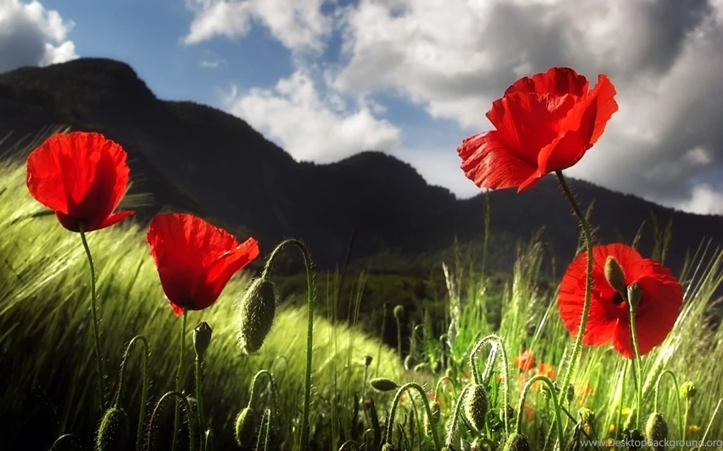 Poppy Flower Wallpapers In Red, Pink, Yellow