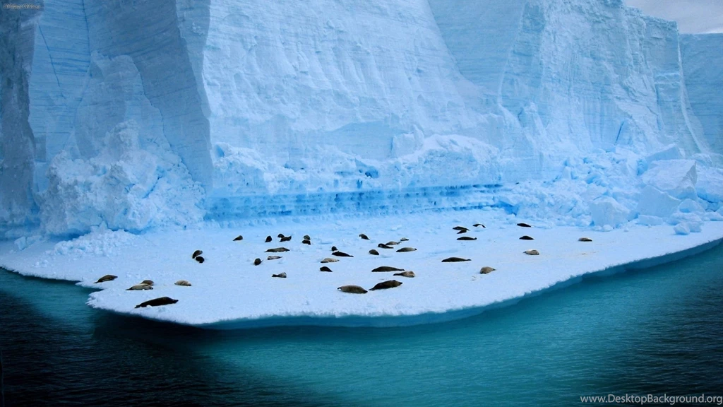 Penguins On Ice HD Wallpapers