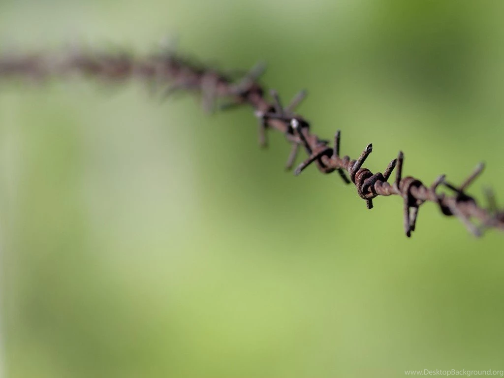 Green Macro Barbed Wire Wallpapers