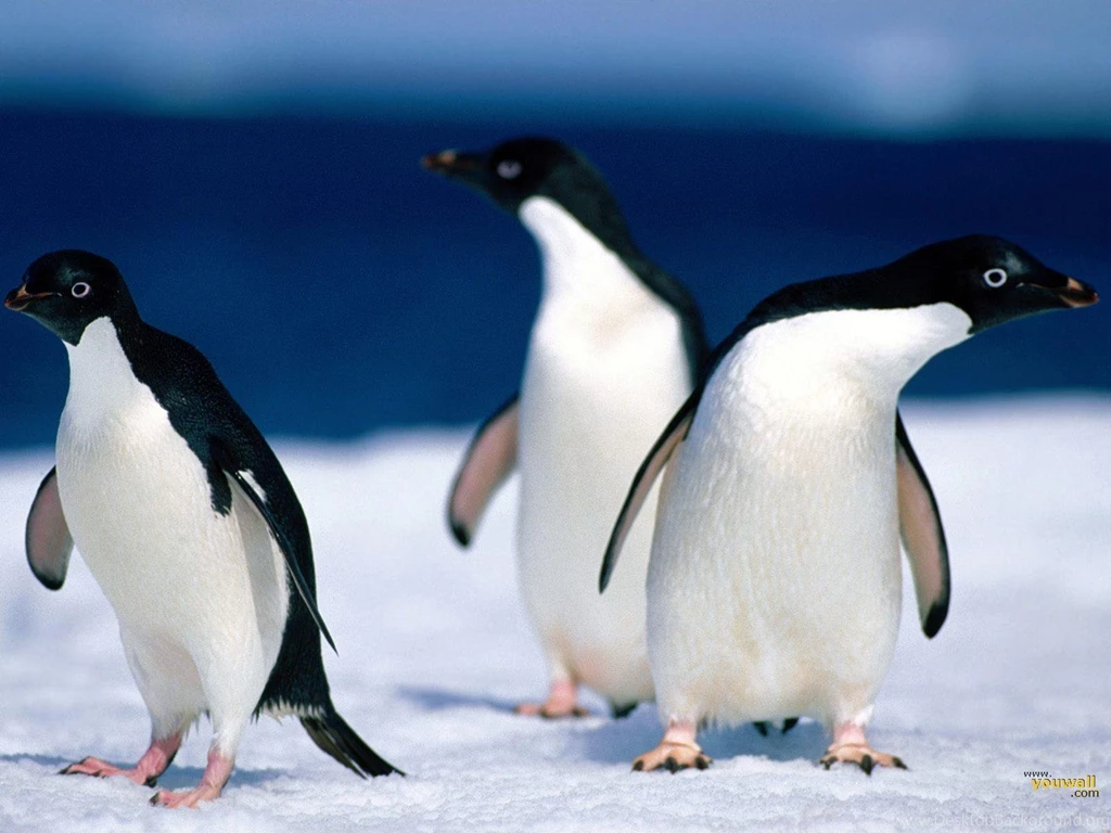 YouWall Penguins Wallpapers Wallpaper,wallpapers,free Wallpapers ...