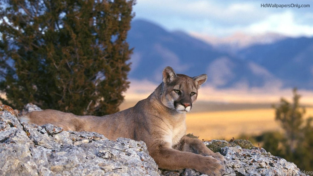Mountain Lion Wallpapers Hd – VVNG.com Victor Valley News