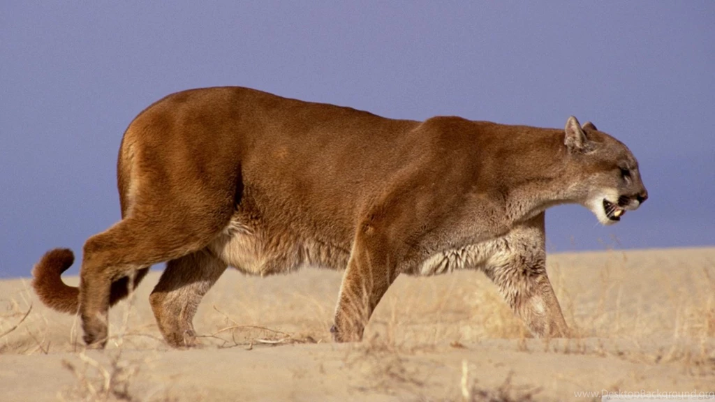 The Hunter Mountain Lion HD Desktop Wallpapers : Widescreen : High ...