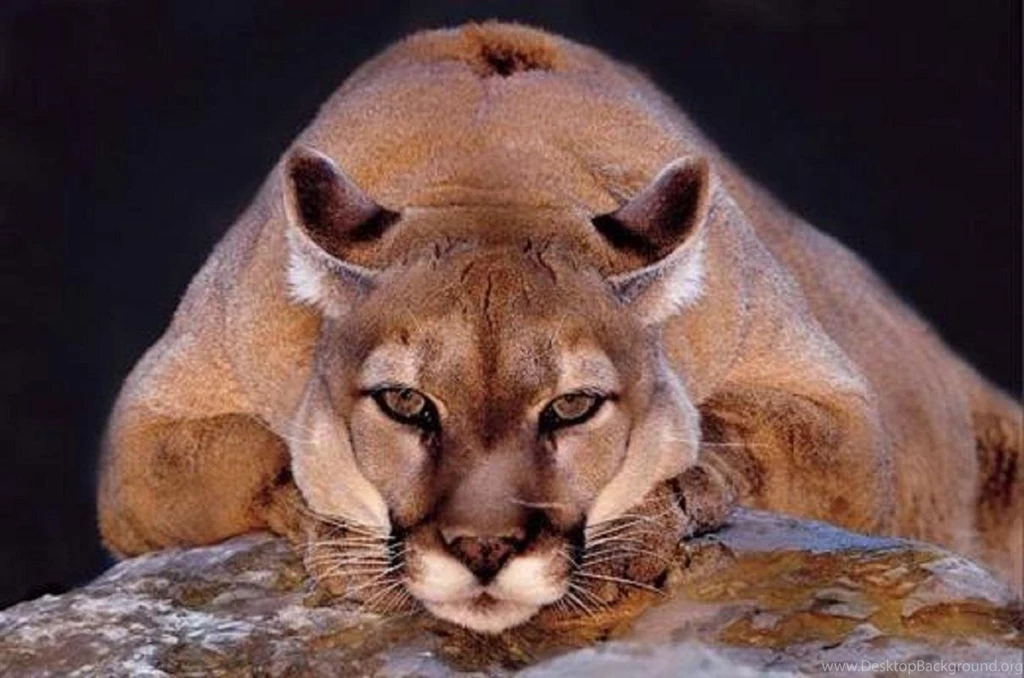Mountain Lion   (