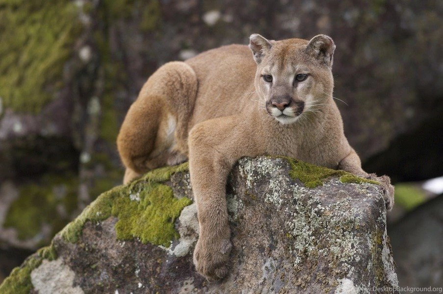 Mountain Lion 2 Wallpaper Backgrounds Hd Hivewallpaper.com
