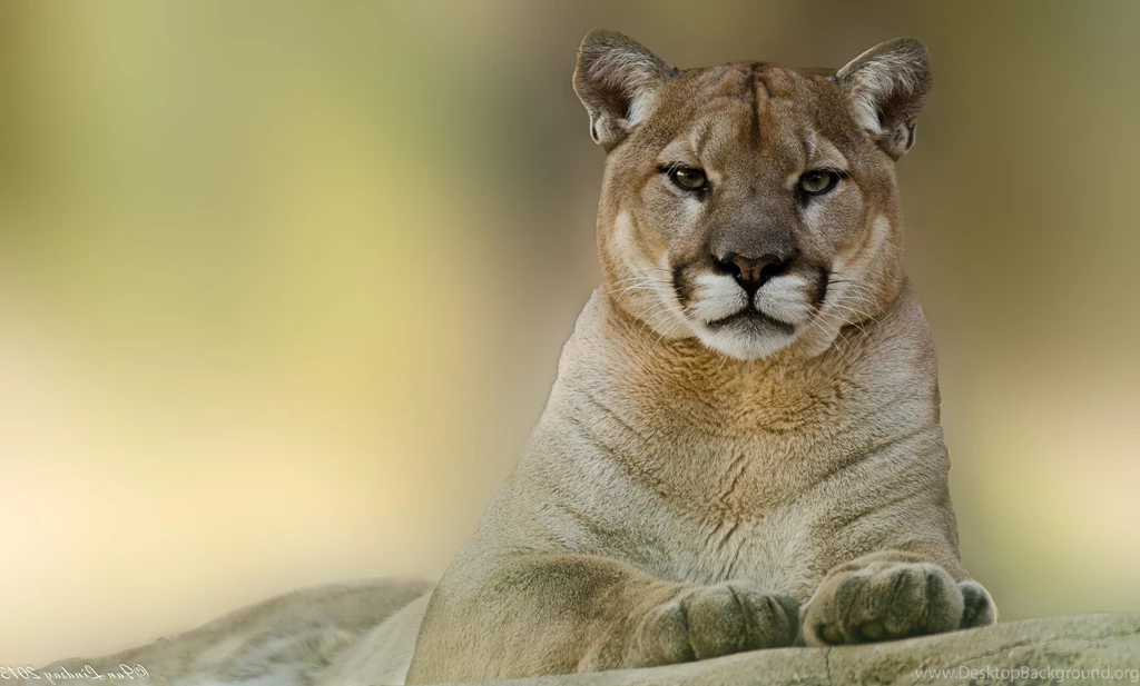 Puma Cougar Mountain Lion