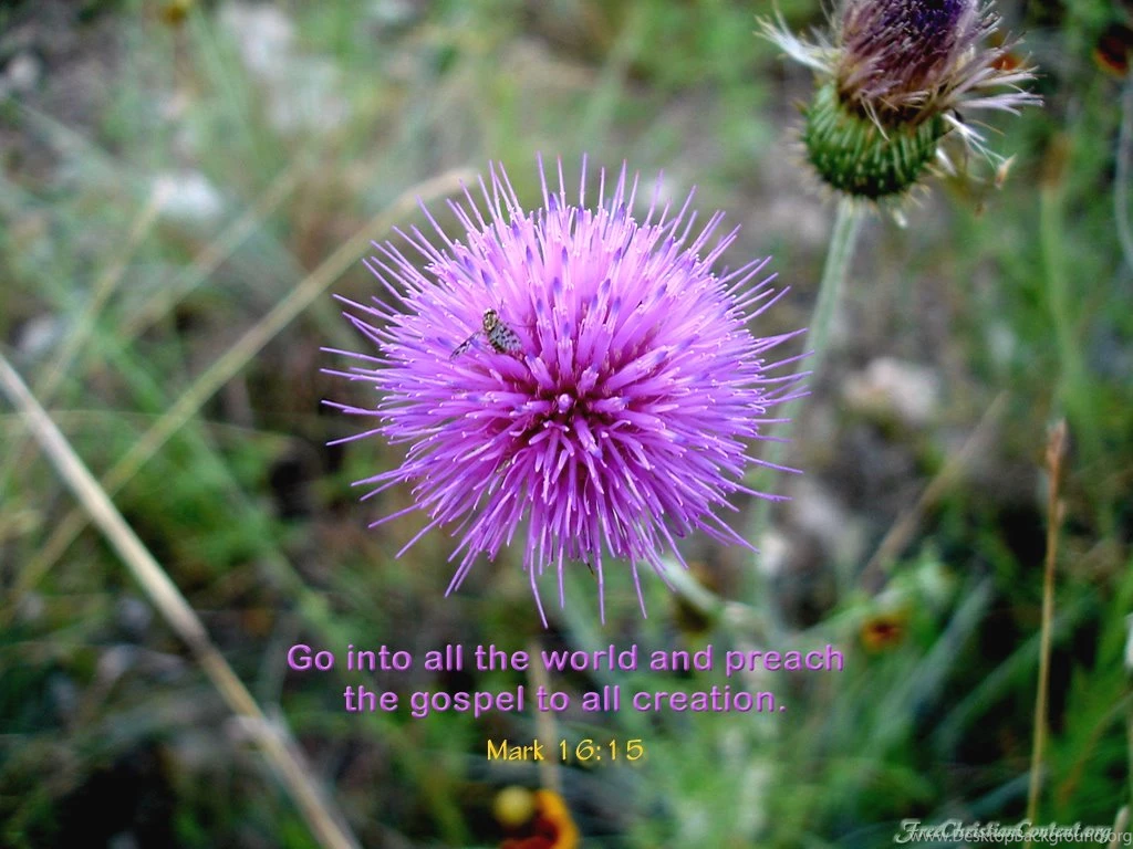 Flower Wallpapers And Backgrounds