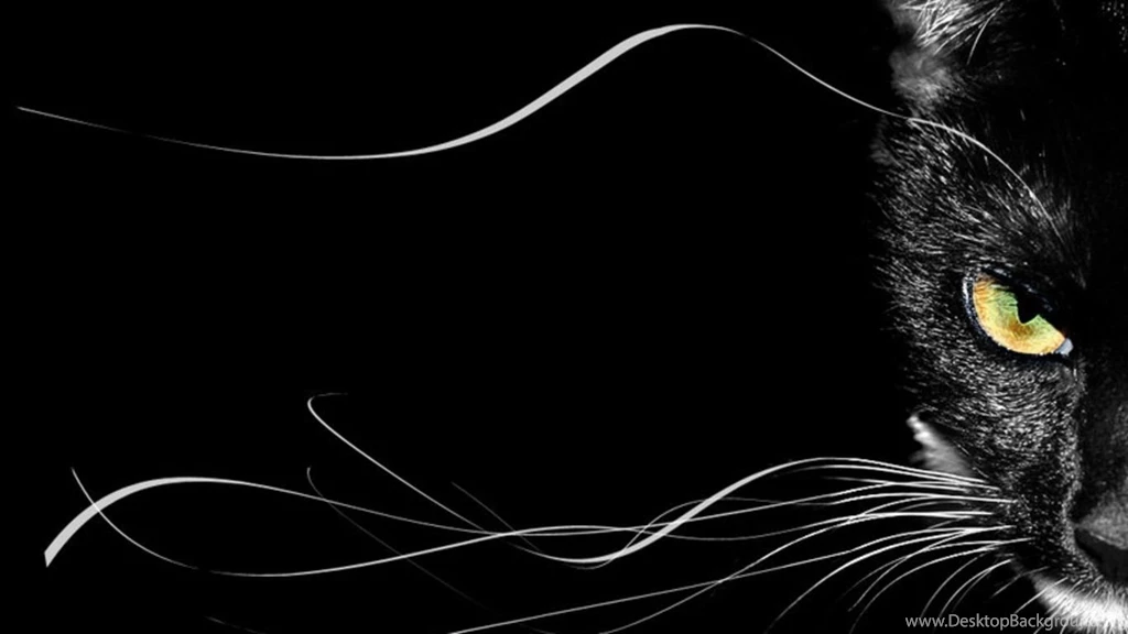 Black Cat Wallpapers Wallpapers Cave