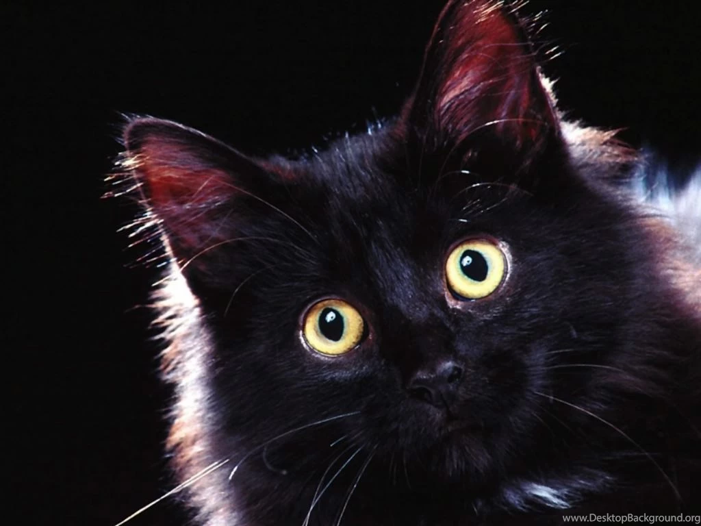 Free Wallpapers, Animals Desktop Wallpapers