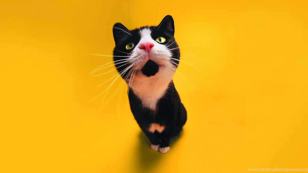 Funny Black Cat 6 Desktop Backgrounds   Funnypicture.org