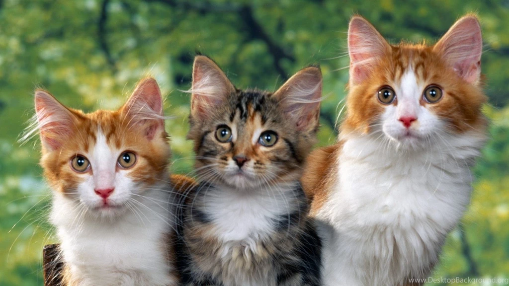 Download Wallpapers 2560x1440 Cats, Kittens, Sitting, Furry ...