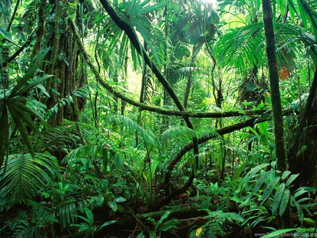 Forest: Amazon Jungle