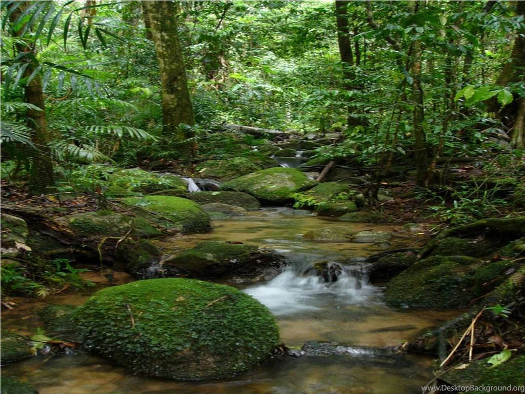 Amazon Forest HD Wallpapers 7.jpg