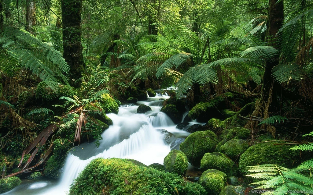 Wallpapers Amazon Forests New High Definition 1600x1000