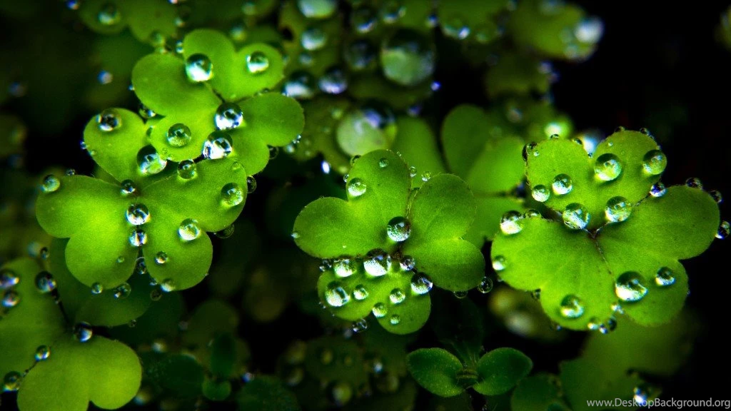 St. Patrick's Day ClipArt Cute And Happy Holidays *Share, Submit ...