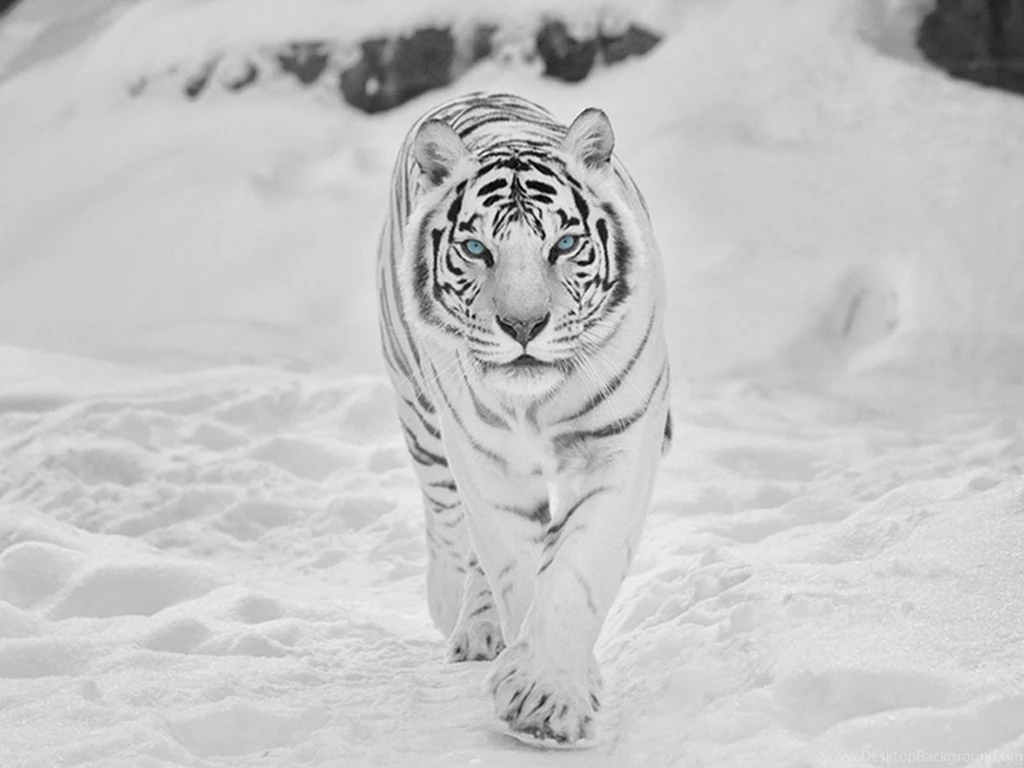 White Tigers Hd Wallpapers