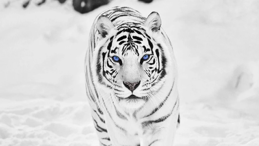 White Tiger Wallpapers Widescreen DF6