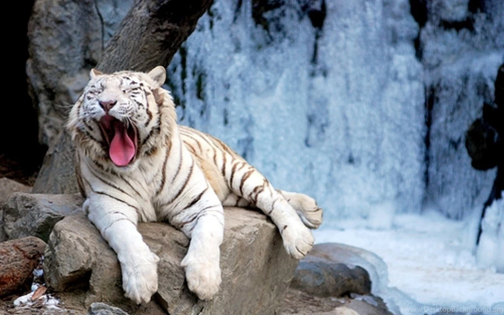 White Tiger Wallpapers Hd   Wallpapers HD Wide