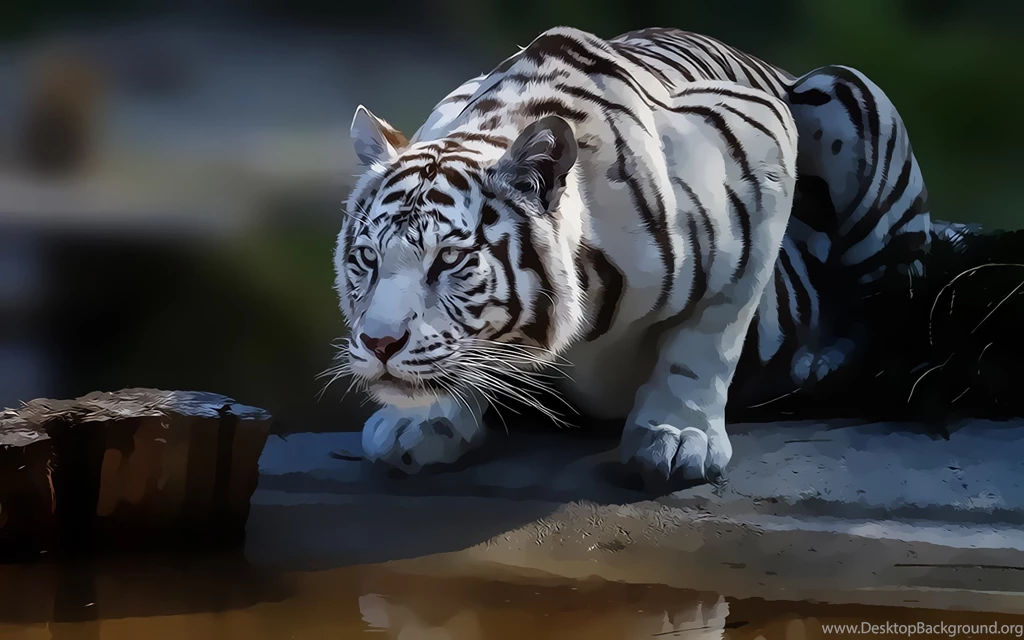 Free White Tiger Wallpapers High Quality Resolution @FN0 « Wallx