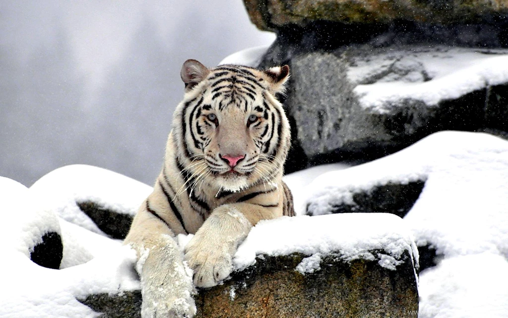 White Tiger Wallpapers, Images, Photos, Pictures & Pics
