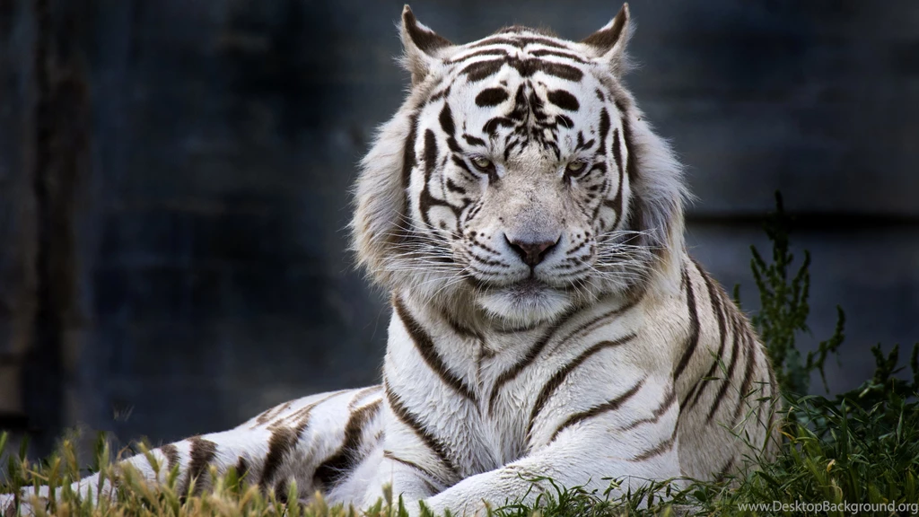 White Tiger Wallpapers For Mac O9P