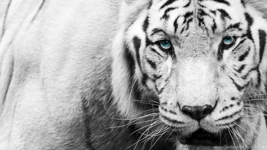 Black White Tiger   Wallpapers   HD Wallpapers