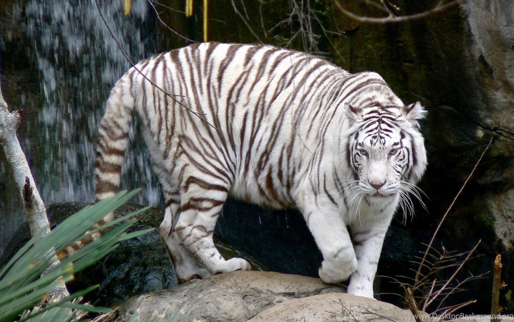 Images Of A White Tiger   Wallpapers HD Base
