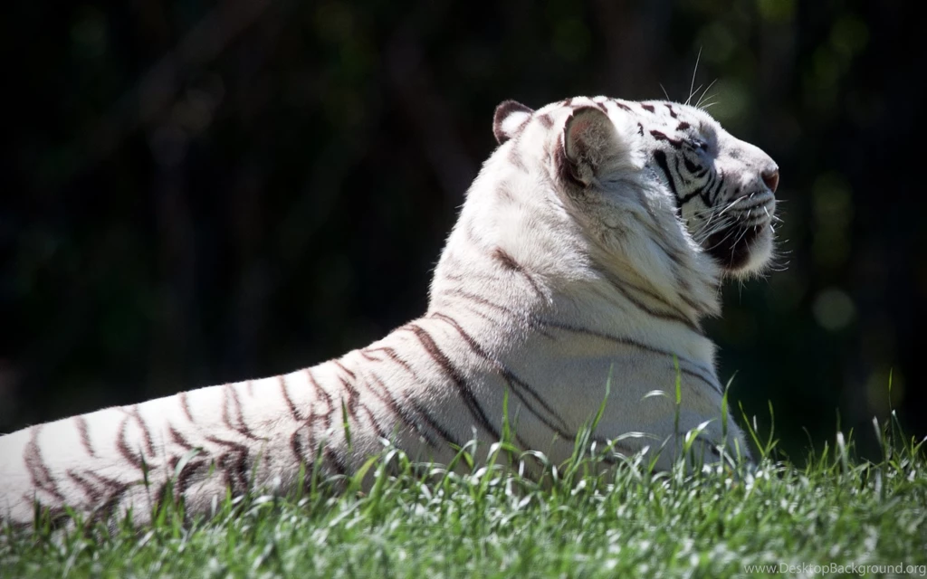 White Tiger Wallpapers HD ~ Desktop Wallpapers Free Download