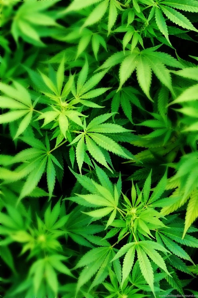 Weed On Pinterest